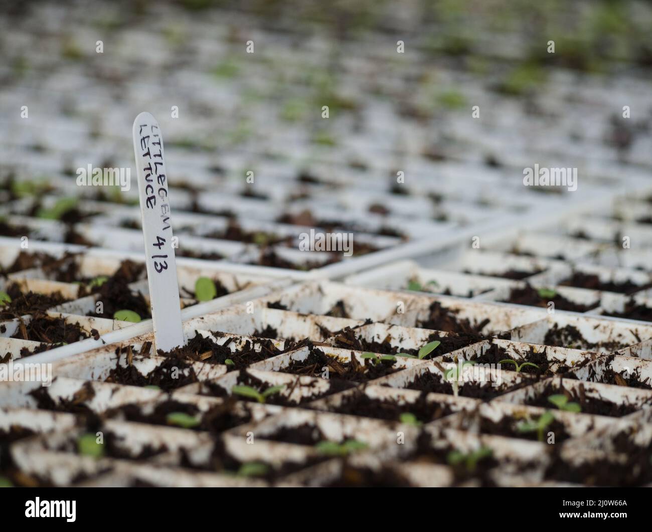 Piantine di lattuga Little Gem che crescono in vassoi modulo in un polytunnel in una fattoria 'no-dig'/'no-till' sostenuta dalla comunità agricola (CSA) in Cornovaglia, Regno Unito Foto Stock