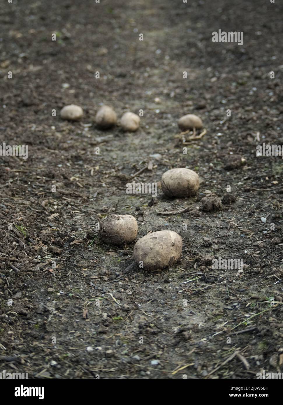 Patate appena raccolte giacenti sul terreno in una fattoria "no-dig"/"no-till" sostenuta dalla comunità agricola (CSA) in Cornovaglia, Regno Unito Foto Stock