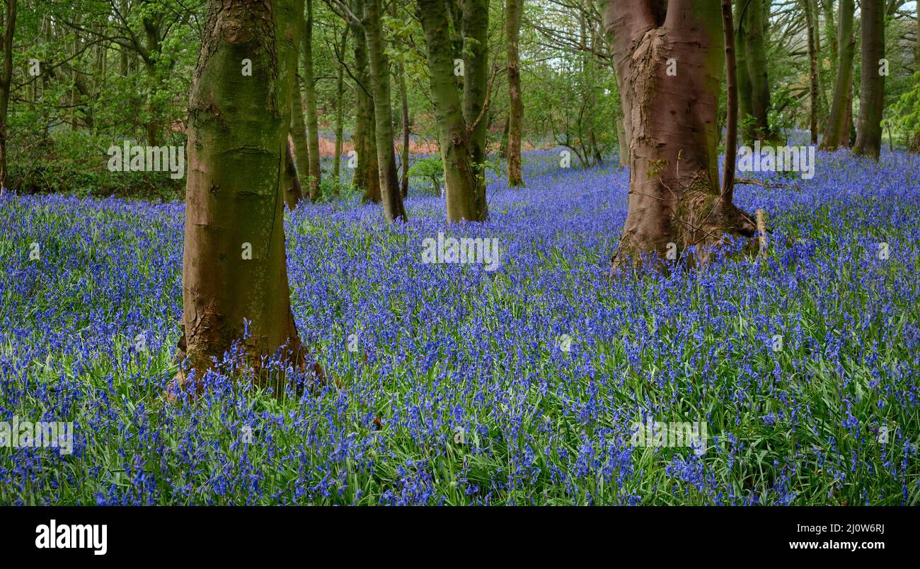 Bluebell Woodland Foto Stock