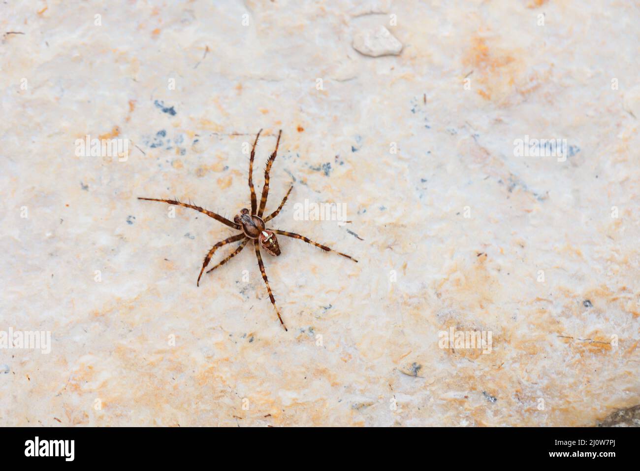 Un ragno a croce a fessura sale su un muro. Foto Stock