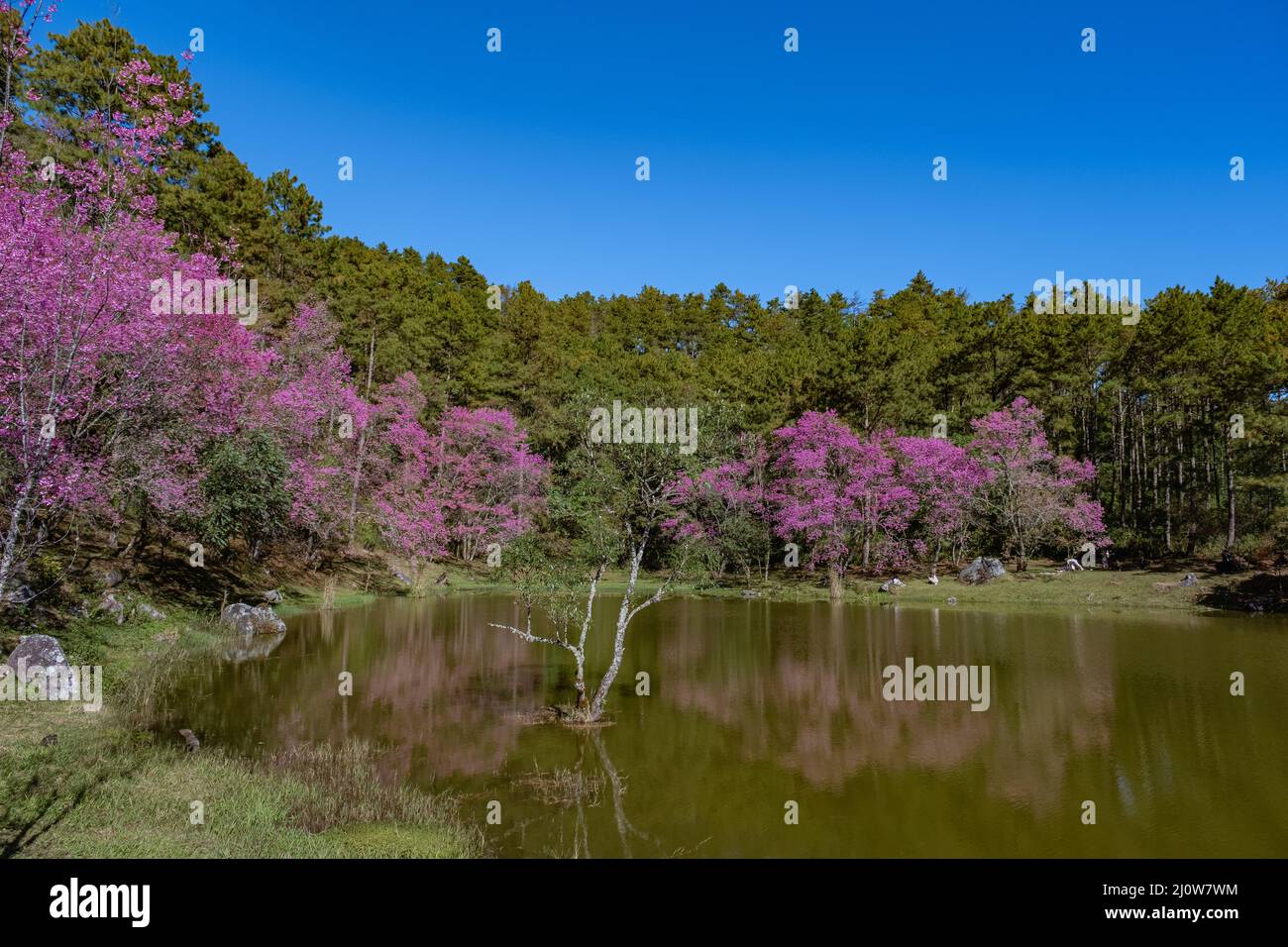 Fiore di ciliegio nel nord della Thailandia, il selvaggio Cherry himalayan Sakura Thai in piena fioritura al vivaio di orchidee Thai a Chiang mai pr Foto Stock