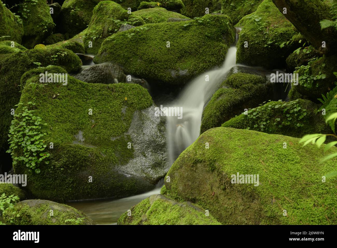 foresta profonda e cascata con muschio verde Foto Stock