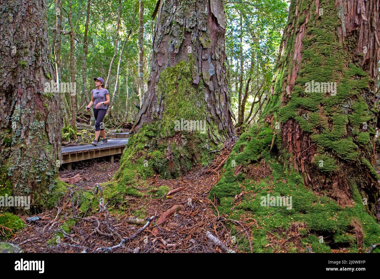 Escursioni attraverso la Foresta della sala da ballo sulla passeggiata circuito del lago dove Foto Stock
