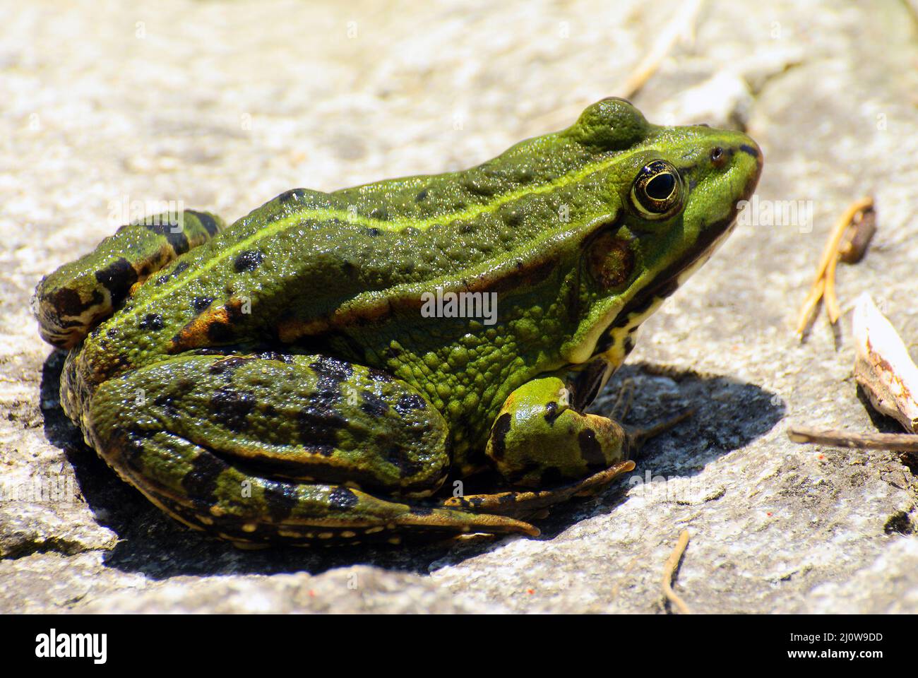 Rana o rana verde commestibile o acqua comune rana europea in pelophylax esculentus latino o Rana esculenta Foto Stock