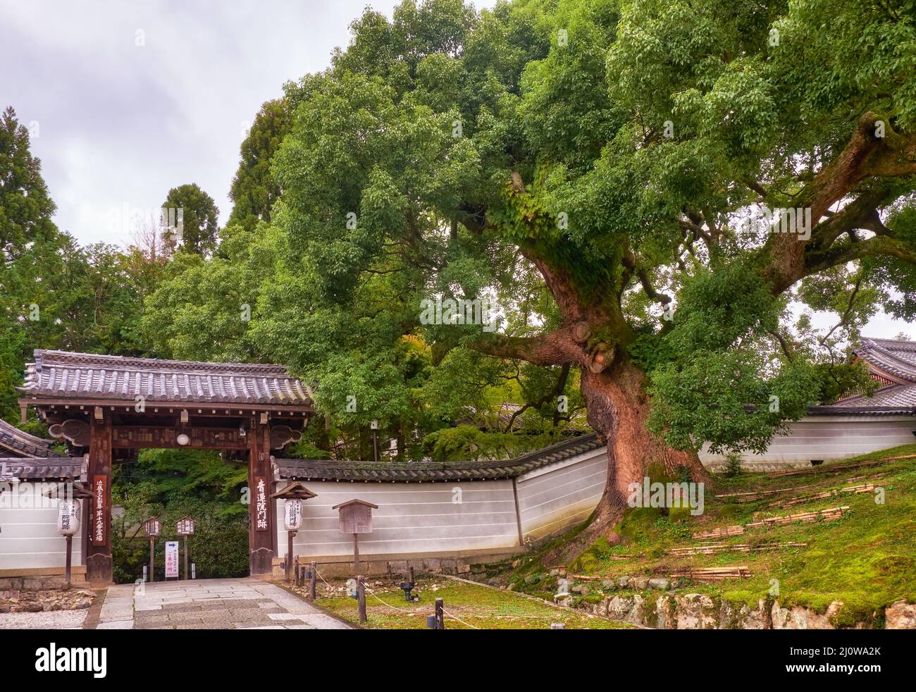 L'albero di canfora gigante di fronte alla porta del tempio di Shoren-in Monzeki. Kyoto. Giappone Foto Stock