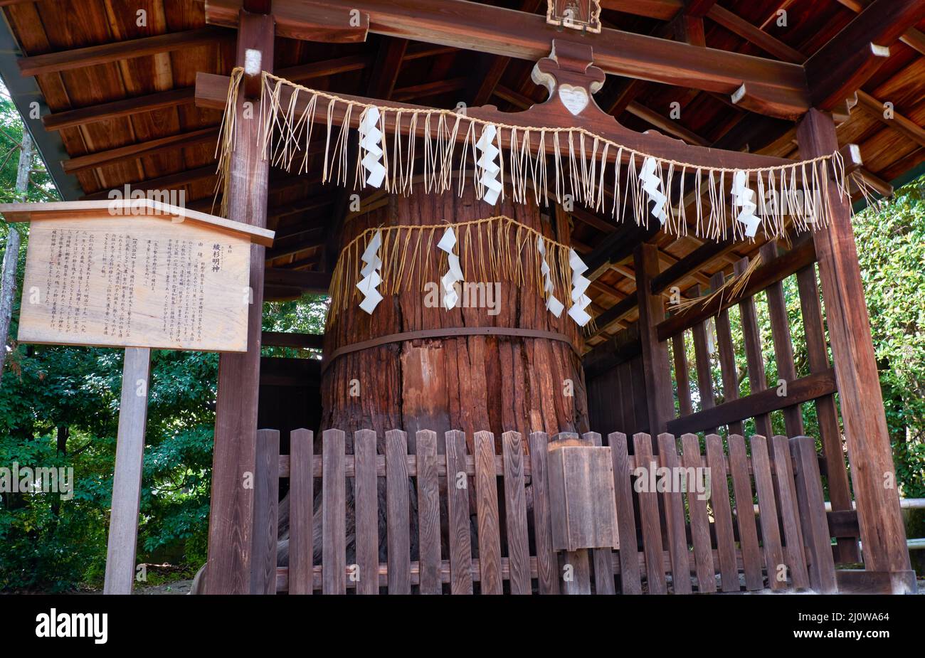 Ayasugi Myojin, il piccolo santuario sull'albero sacro. Shikichi-jinja Santuario. Kyoto. Giappone Foto Stock