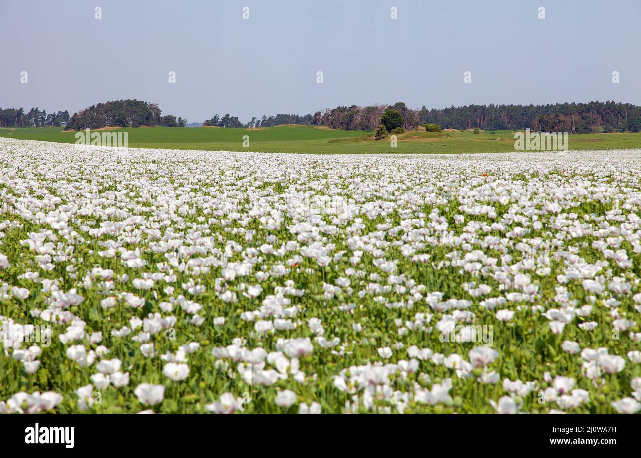 Il campo di papavero di oppio in fiore in papaver sniferum latino, campo di papavero, papavero di colore bianco è cresciuto in Repubblica Ceca per l'industria alimentare Foto Stock