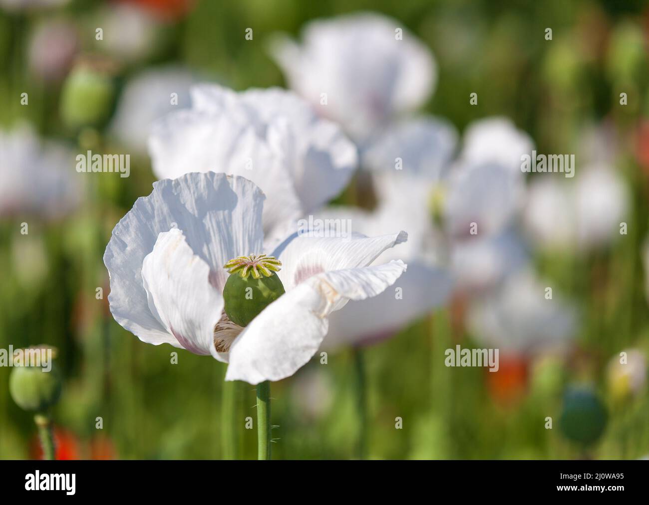 Il campo di papavero di oppio in fiore in papaver sniferum latino, campo di papavero, papavero di colore bianco è cresciuto in Repubblica Ceca per l'industria alimentare Foto Stock