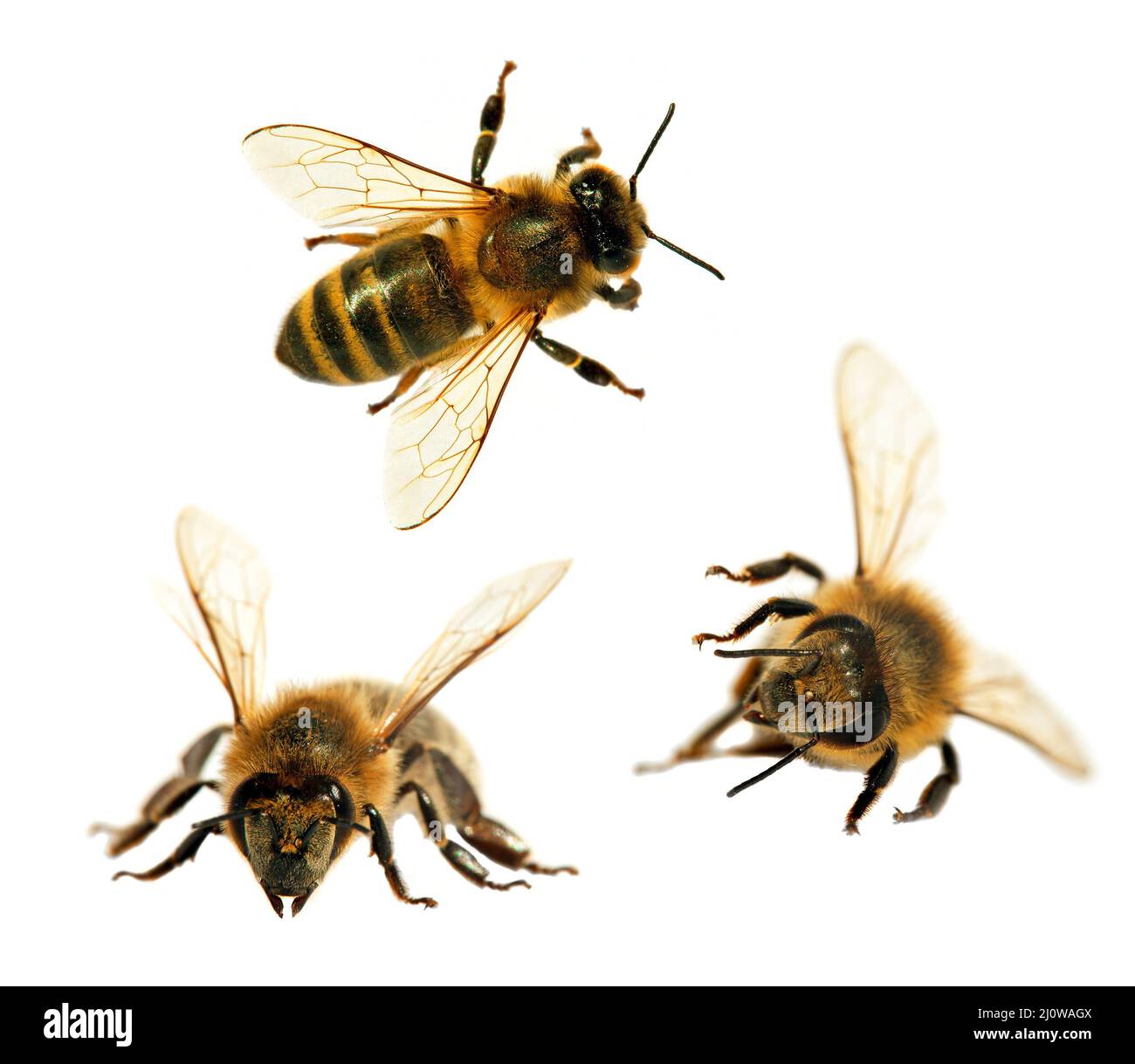 Gruppo di api o di api in latino Apis mellifera, api da miele europee o occidentali isolate su sfondo bianco, api da miele dorate Foto Stock