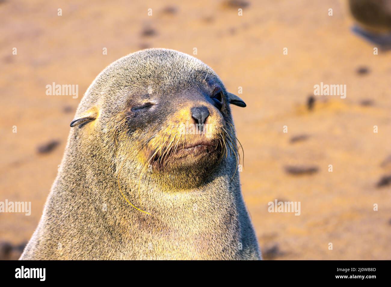 La foca in pelliccia si crogiolano al sole Foto Stock
