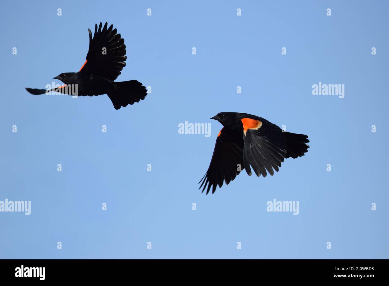 Blackbirds maschi di ala rossa a metà volo nella primavera del 2022 al Badger Prairie County Park nella contea di Dane Wisconsin. Foto Stock