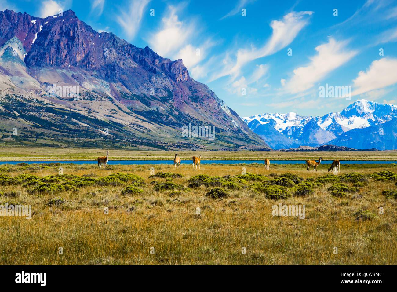 Patagonia. Piccola mandria di guanaco Foto Stock
