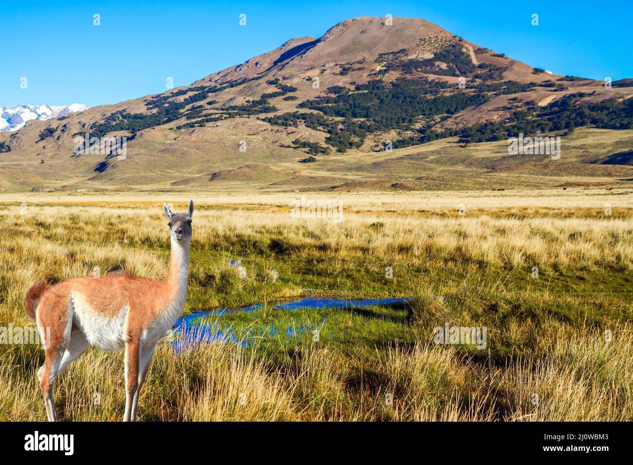 Il guanaco è un mammifero appezzato di chiodo di garofano Foto Stock