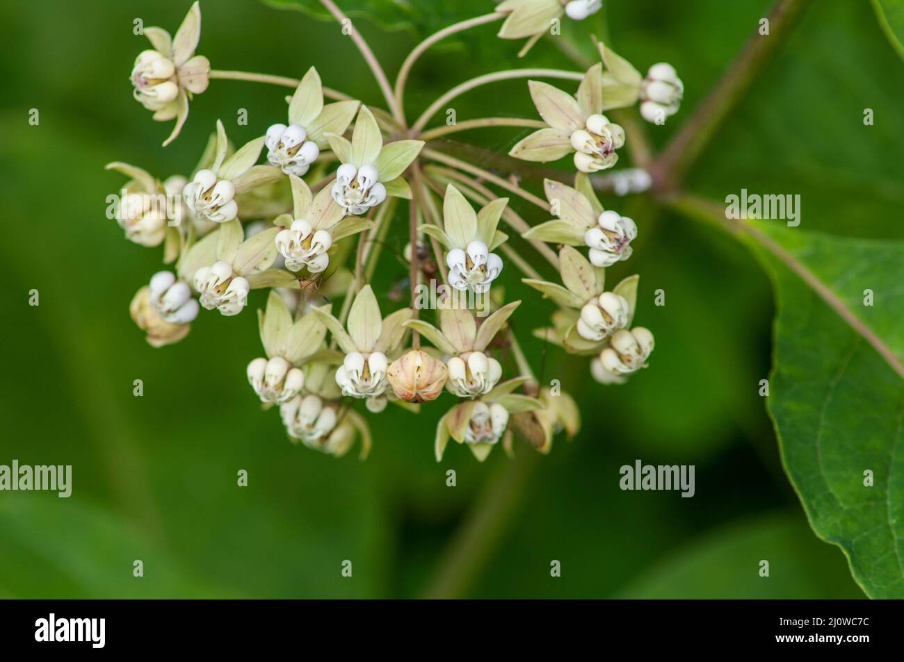 Gruppo di fiori di munghie di poke (Asclepias exaltata) nel Parco Nazionale di Shenandoah. Foto Stock
