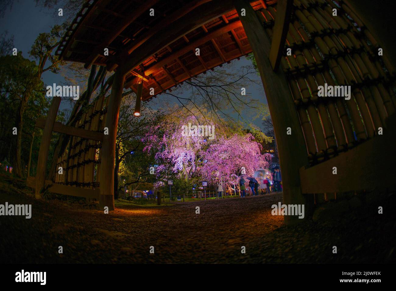 Ciliegio piangente in piena fioritura di Rikugien Foto Stock