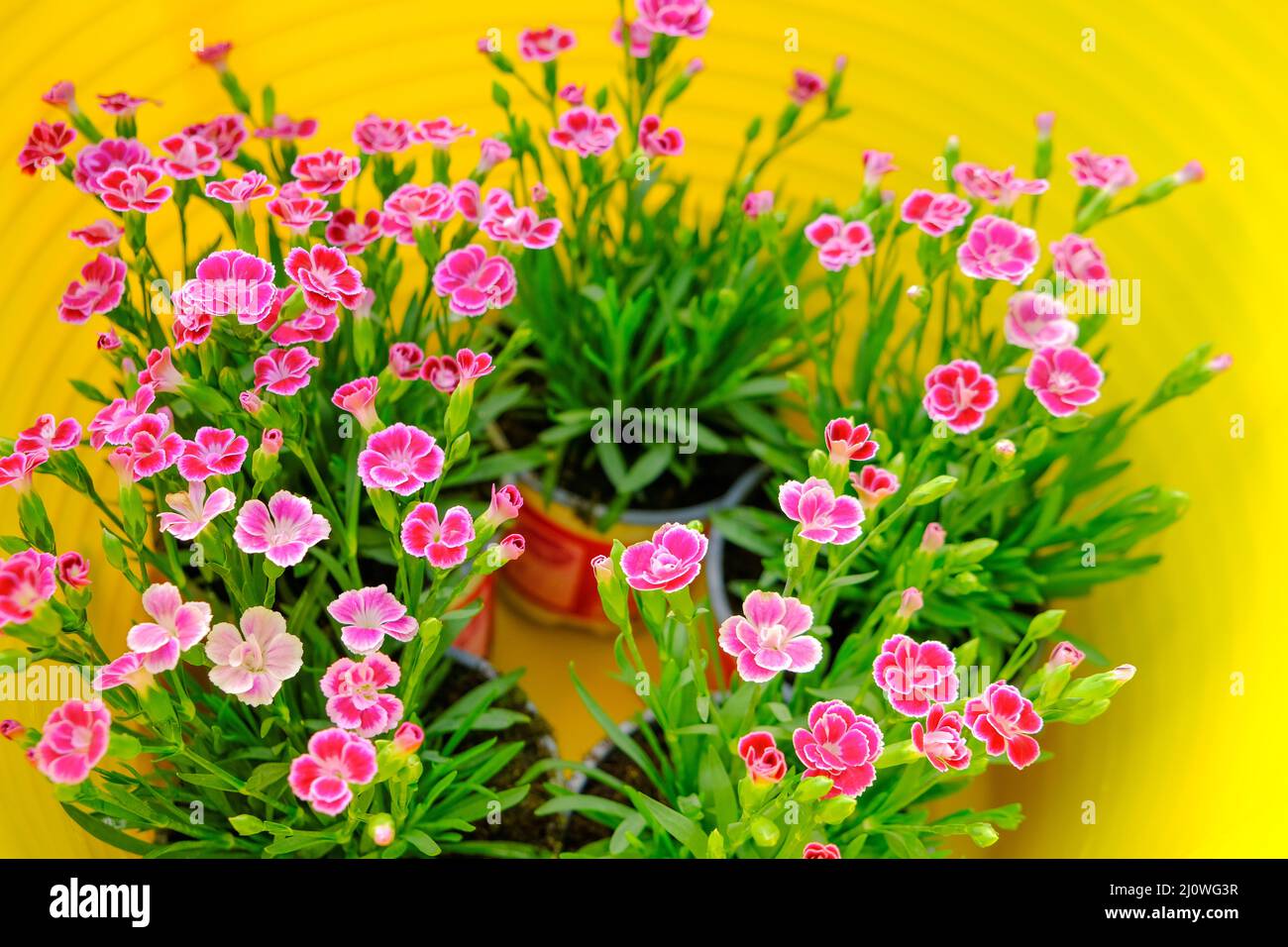 Geranio flowers.Growing gerani nel giardino. Floricoltura e giardinaggio.Primavera fiori perenni Foto Stock