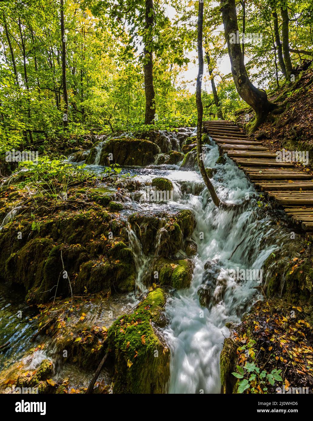 Cascata tempestosa in un ruscello di foresta Foto Stock