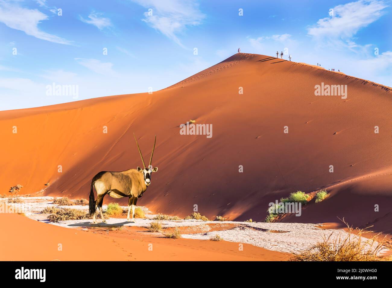 Il volto bianco-nero Antelope Oryx Foto Stock