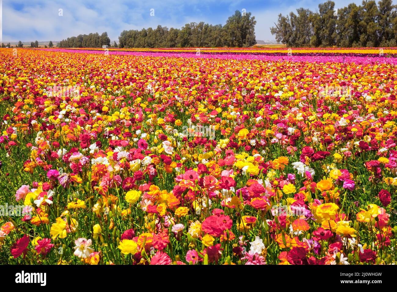 Il kibbutz campo Foto Stock