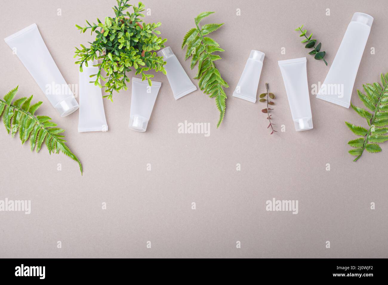 Skincare bottiglie di prodotti biologici di bellezza, foglie di piante verdi su sfondo grigio Foto Stock