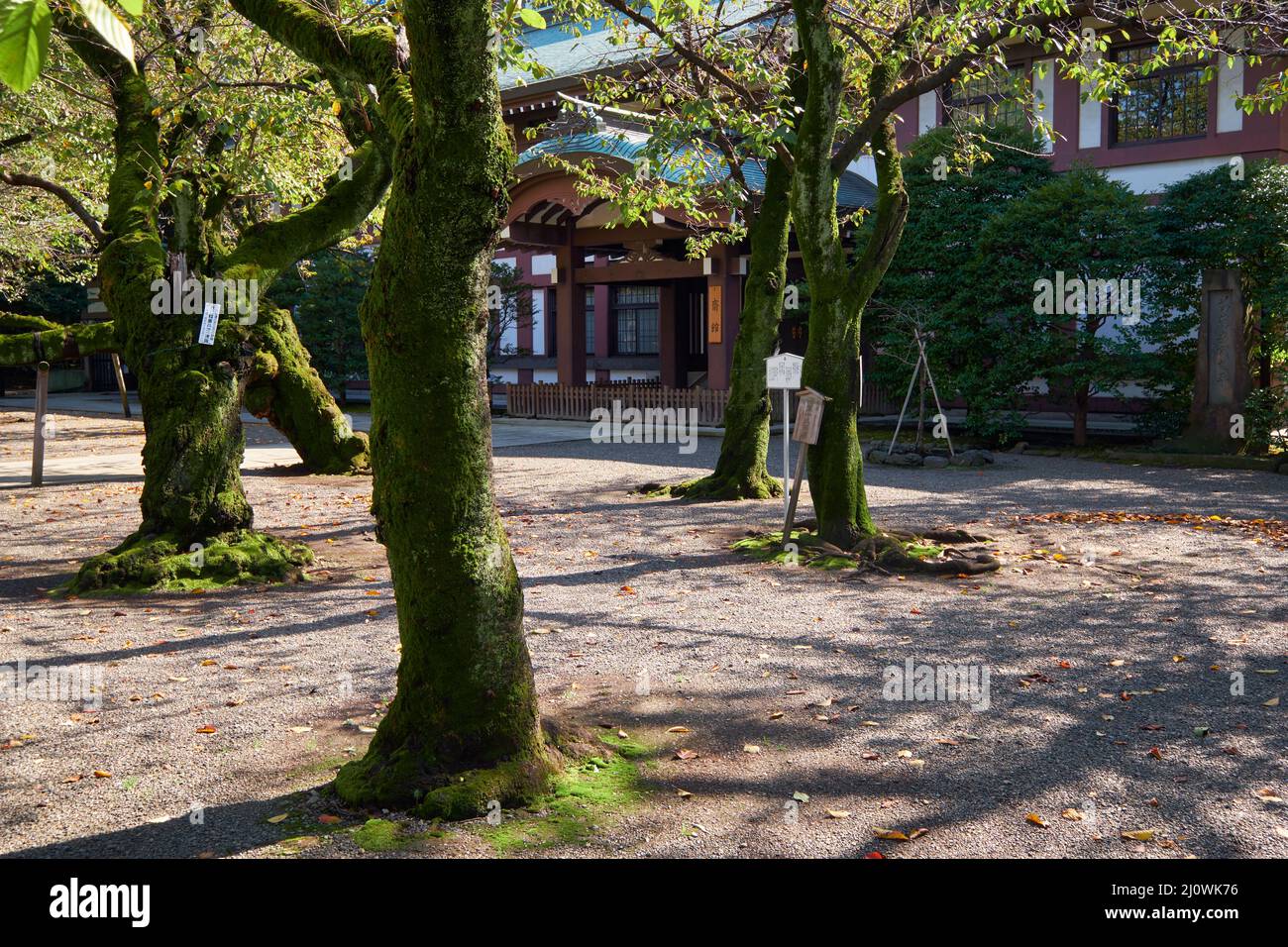 Il giardino dei ciliegi (sakura) al Santuario di Yasukuni (Paese pacifico) a Chiyoda, Tokyo. Giappone Foto Stock