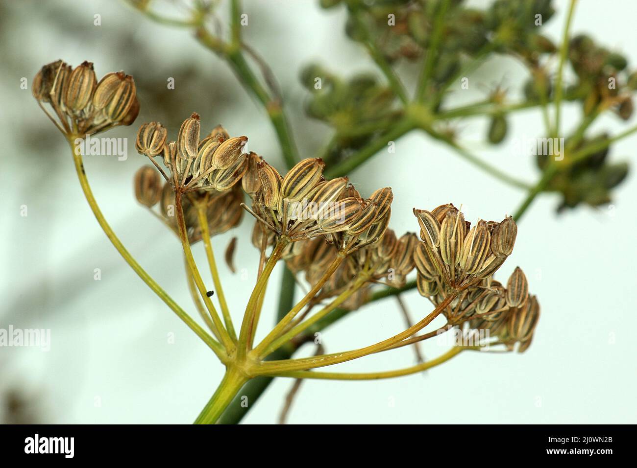 Semi di finocchio (Foeniculum vulgare) Foto Stock