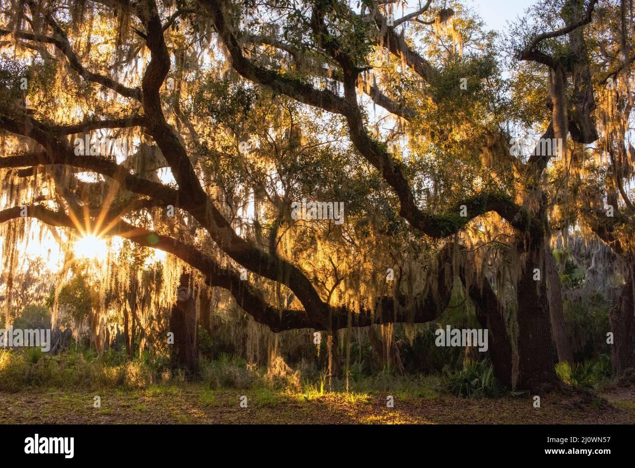 Il Moss spagnolo brilla attraverso le querce al tramonto nelle Isole del Mare. Foto Stock