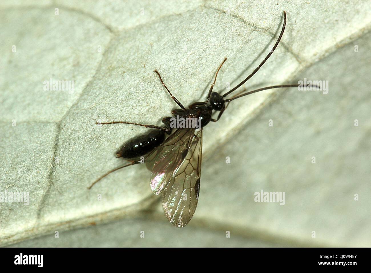 Alata Ponerine ant Foto Stock