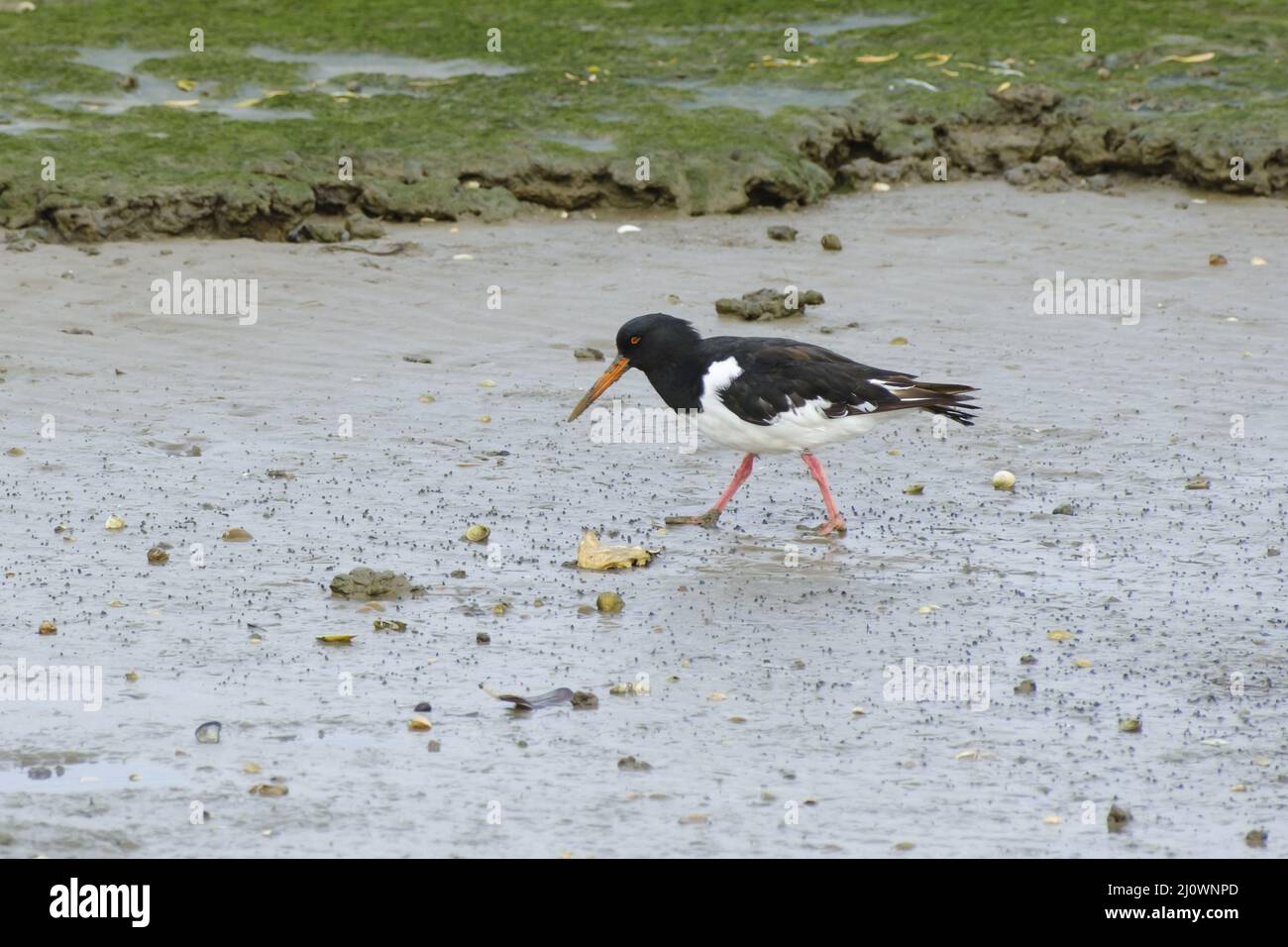 Oystercatcher sulla costa settentrionale del mare Foto Stock