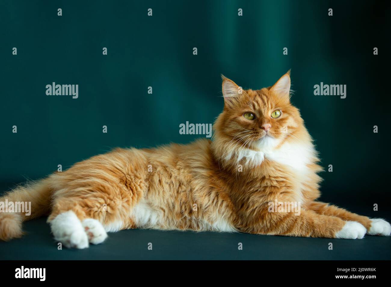 Ritratto di gatto longhair - foto di scorta Foto Stock