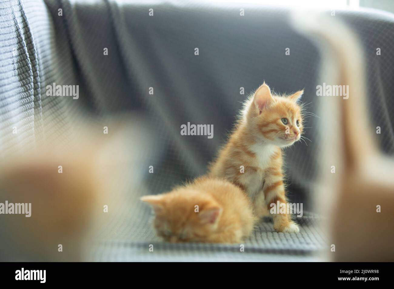Primo piano di gattini - foto di scorta Foto Stock