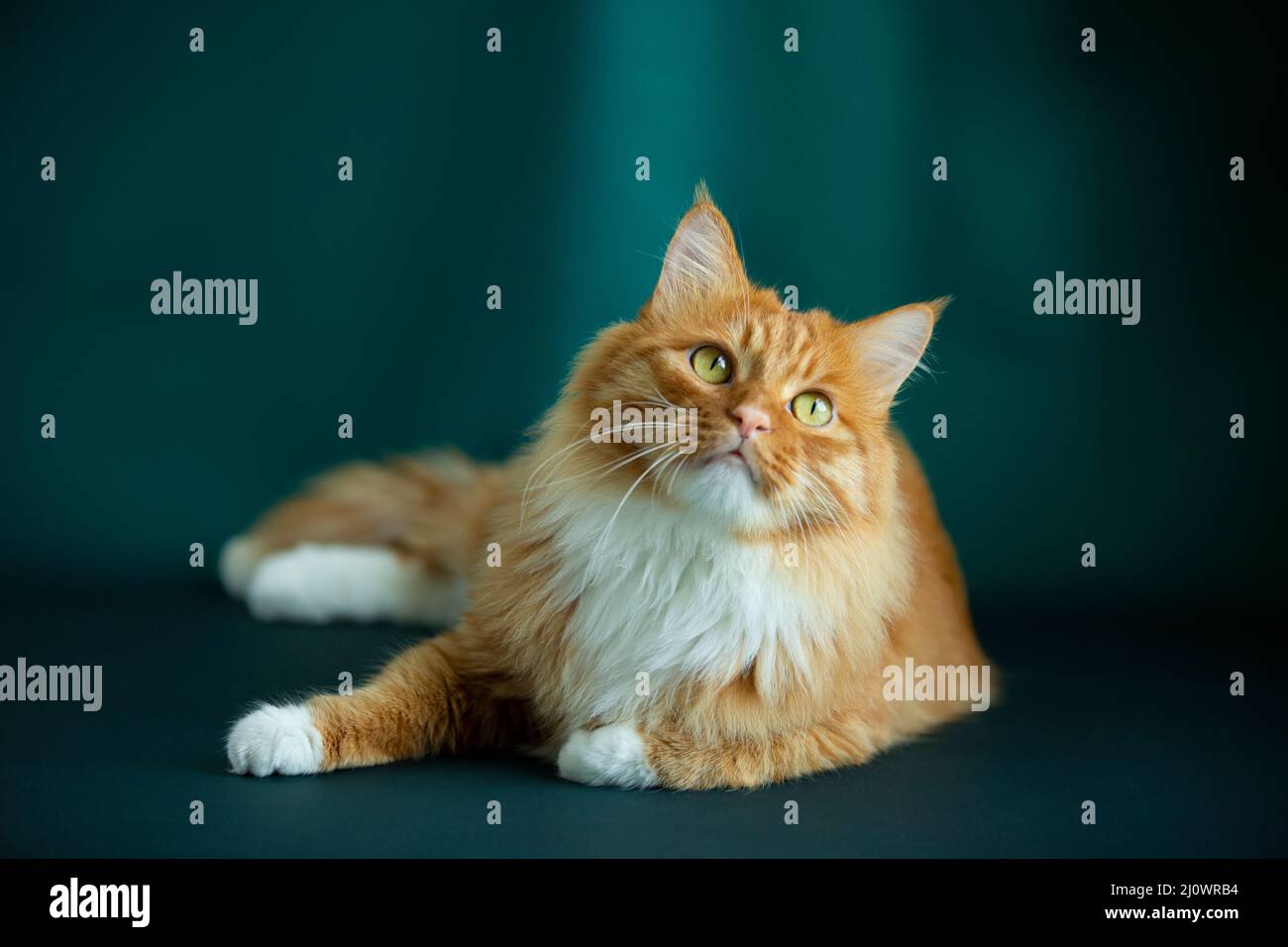Ritratto di gatto longhair - foto di scorta Foto Stock