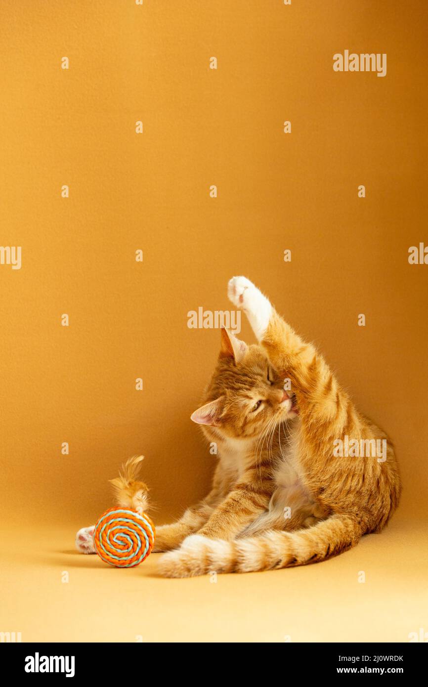 Zenzero gatto grooming capelli arto - foto di scorta Foto Stock