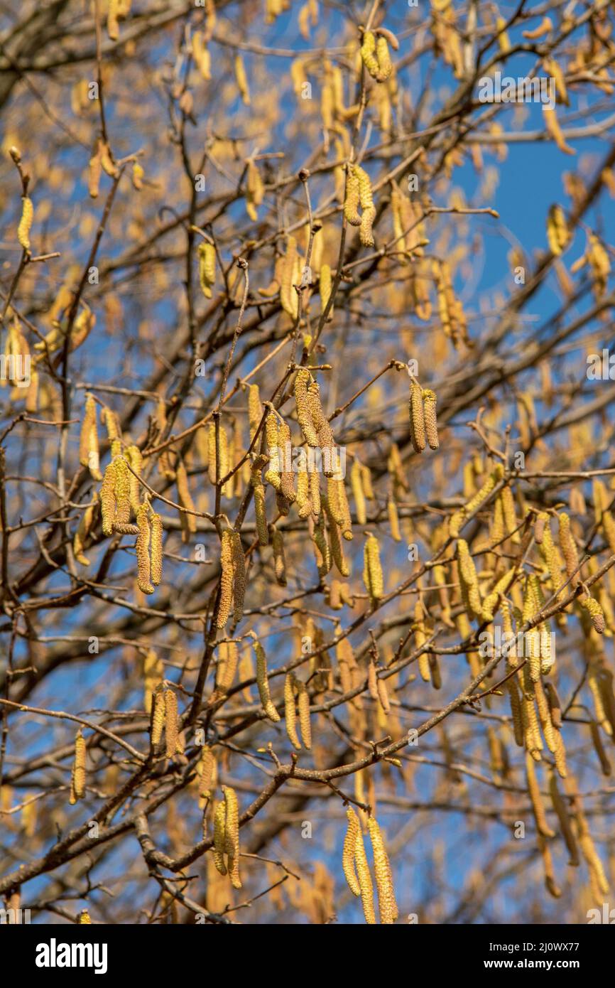 La nocciola comune (Corylus avellana) maschile si catkins in inverno. Foto Stock