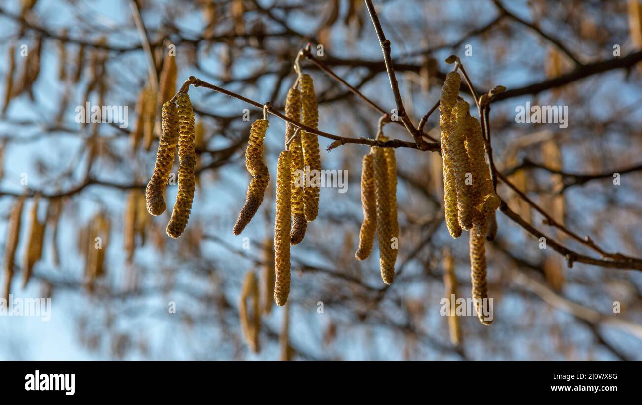 La nocciola comune (Corylus avellana) maschile si catkins in inverno. Foto Stock