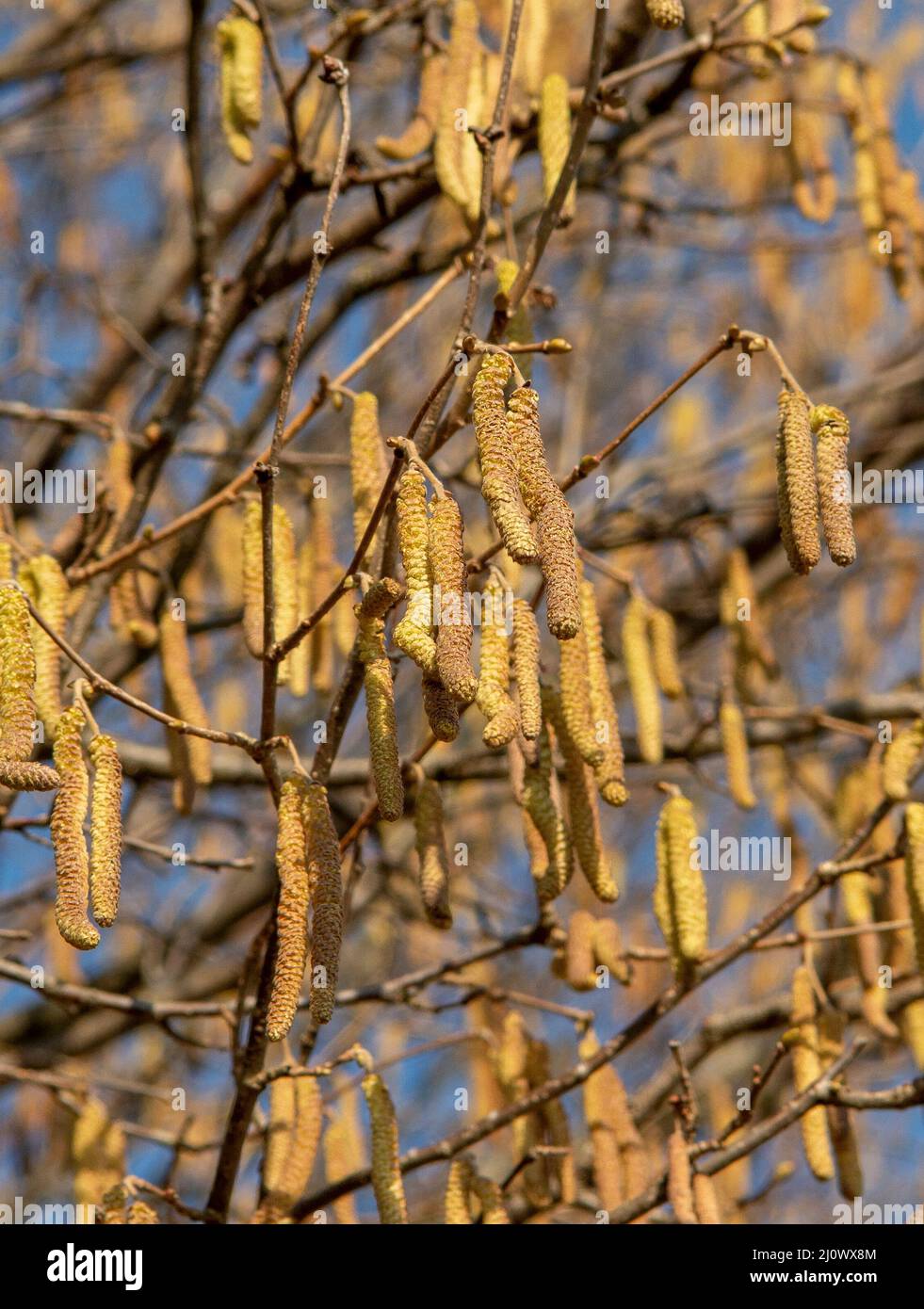 La nocciola comune (Corylus avellana) maschile si catkins in inverno. Foto Stock