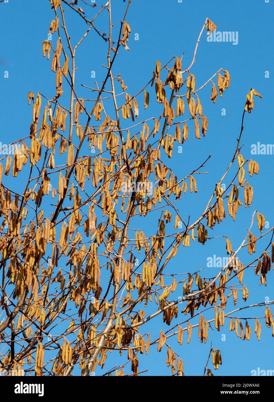 La nocciola comune (Corylus avellana) maschile si catkins in inverno. Foto Stock