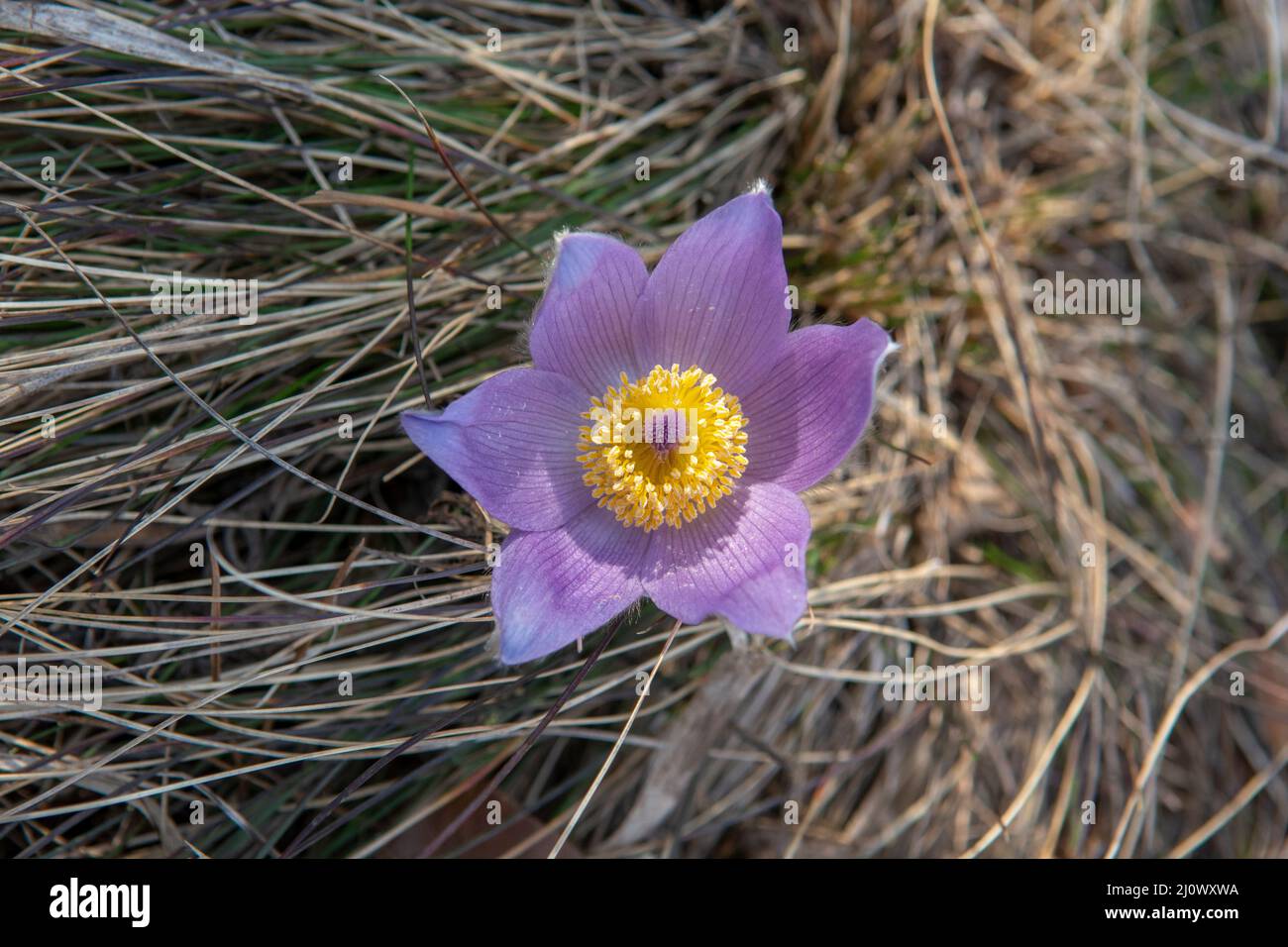 Il fiore grande Pasque che fiorisce sul prato. Pulsatilla grandis in fiore all'inizio della primavera. Foto Stock