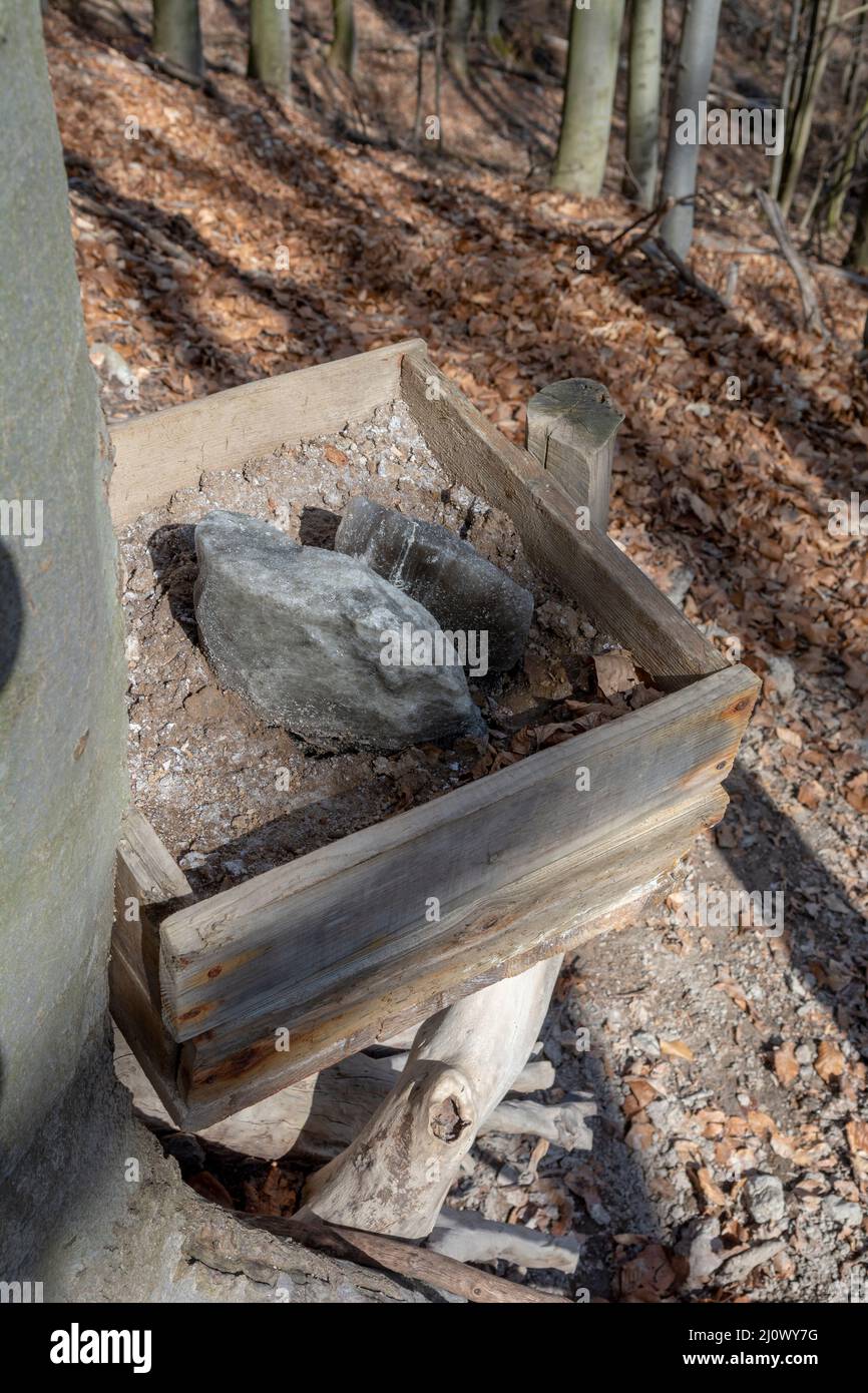 Un cazzo minerale nella foresta. Blocchi di sale pronti per gli animali selvatici. Foto Stock
