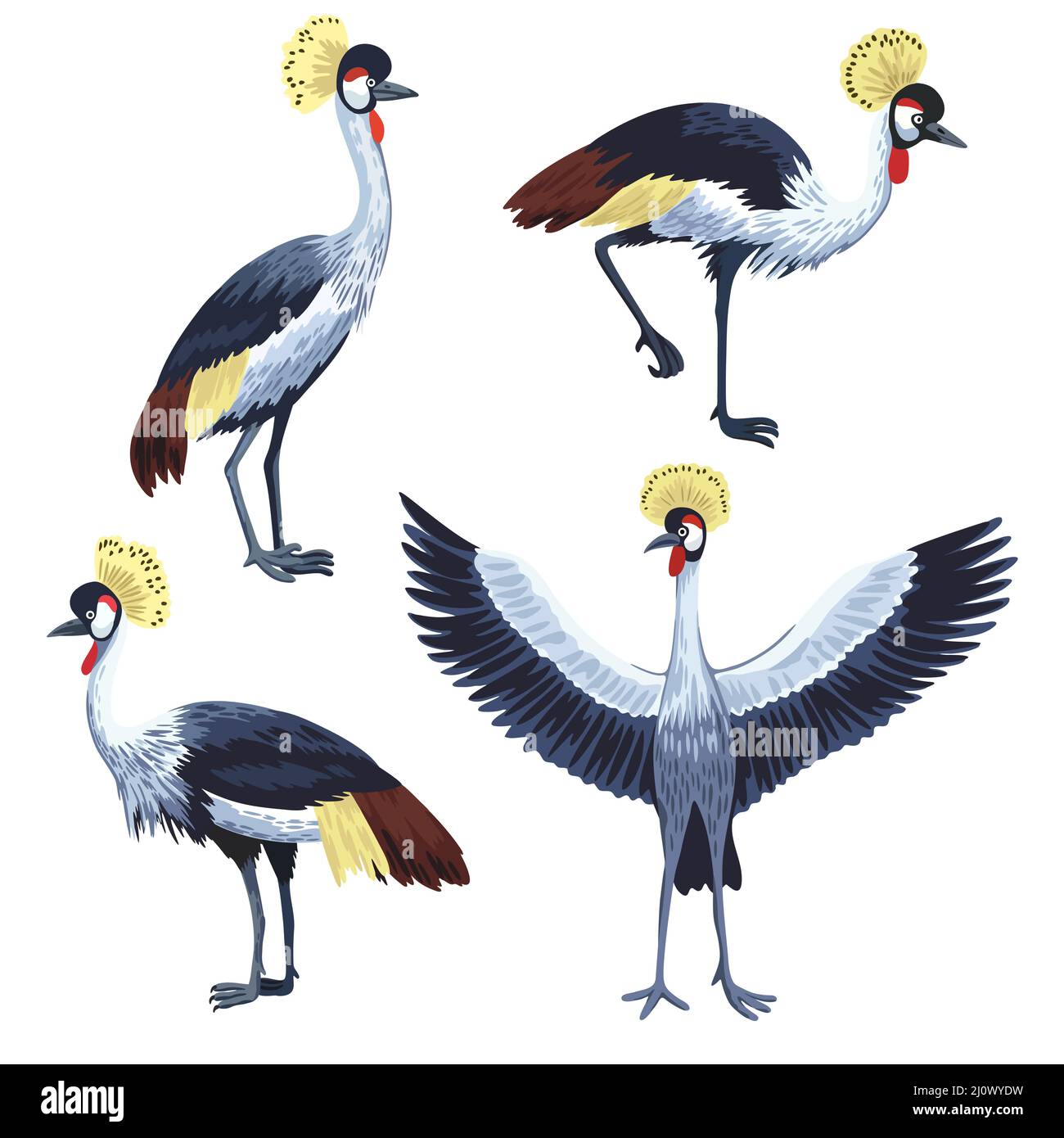 Set di gru coronata, uccelli in varie posizioni isolati su sfondo bianco. Illustrazione Vettoriale