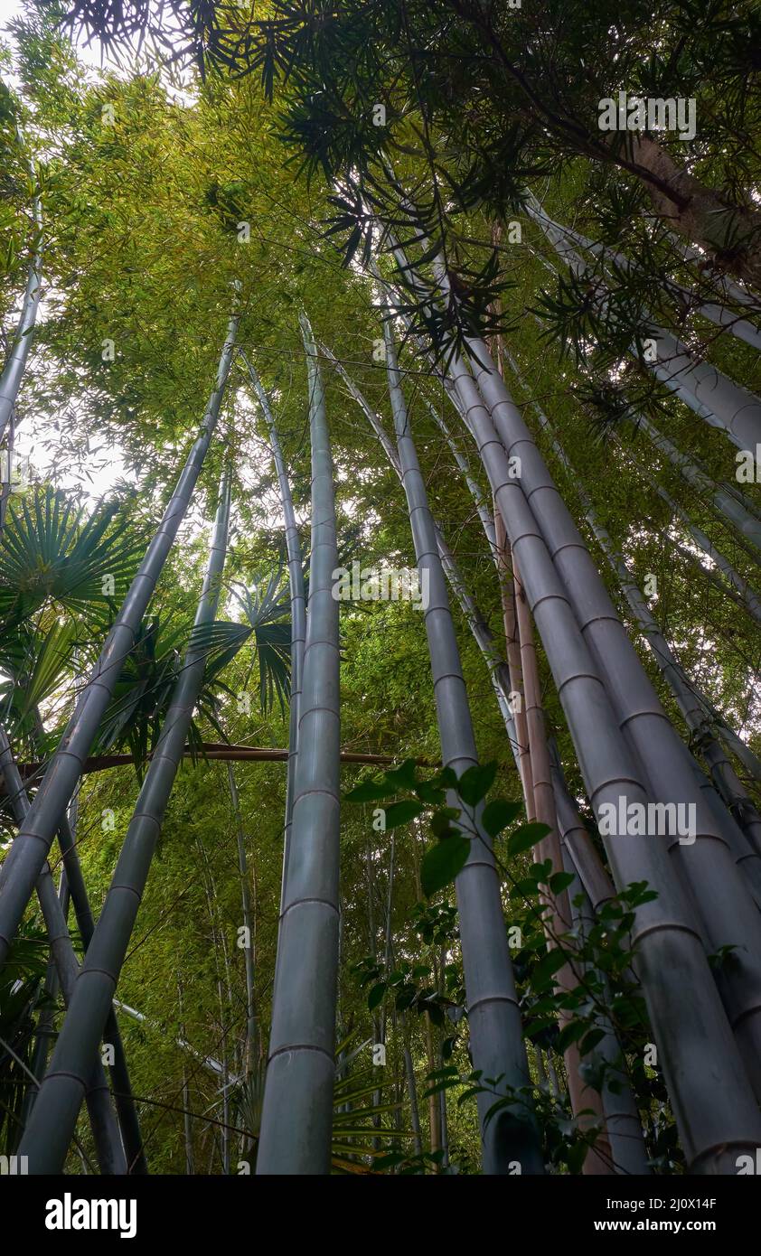 Foresta di boschetti di bambù. Nagoya. Giappone Foto Stock