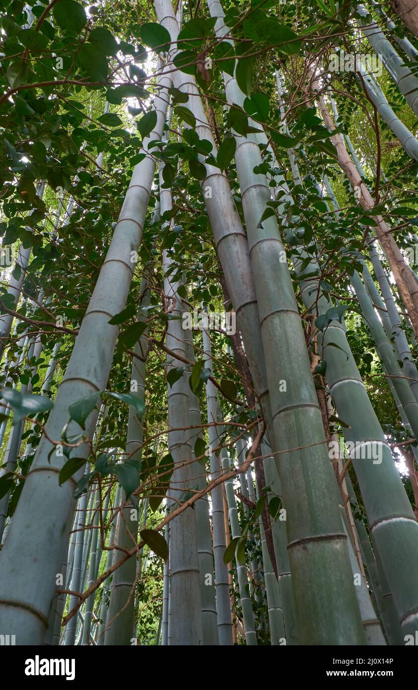 Foresta di boschetti di bambù. Nagoya. Giappone Foto Stock