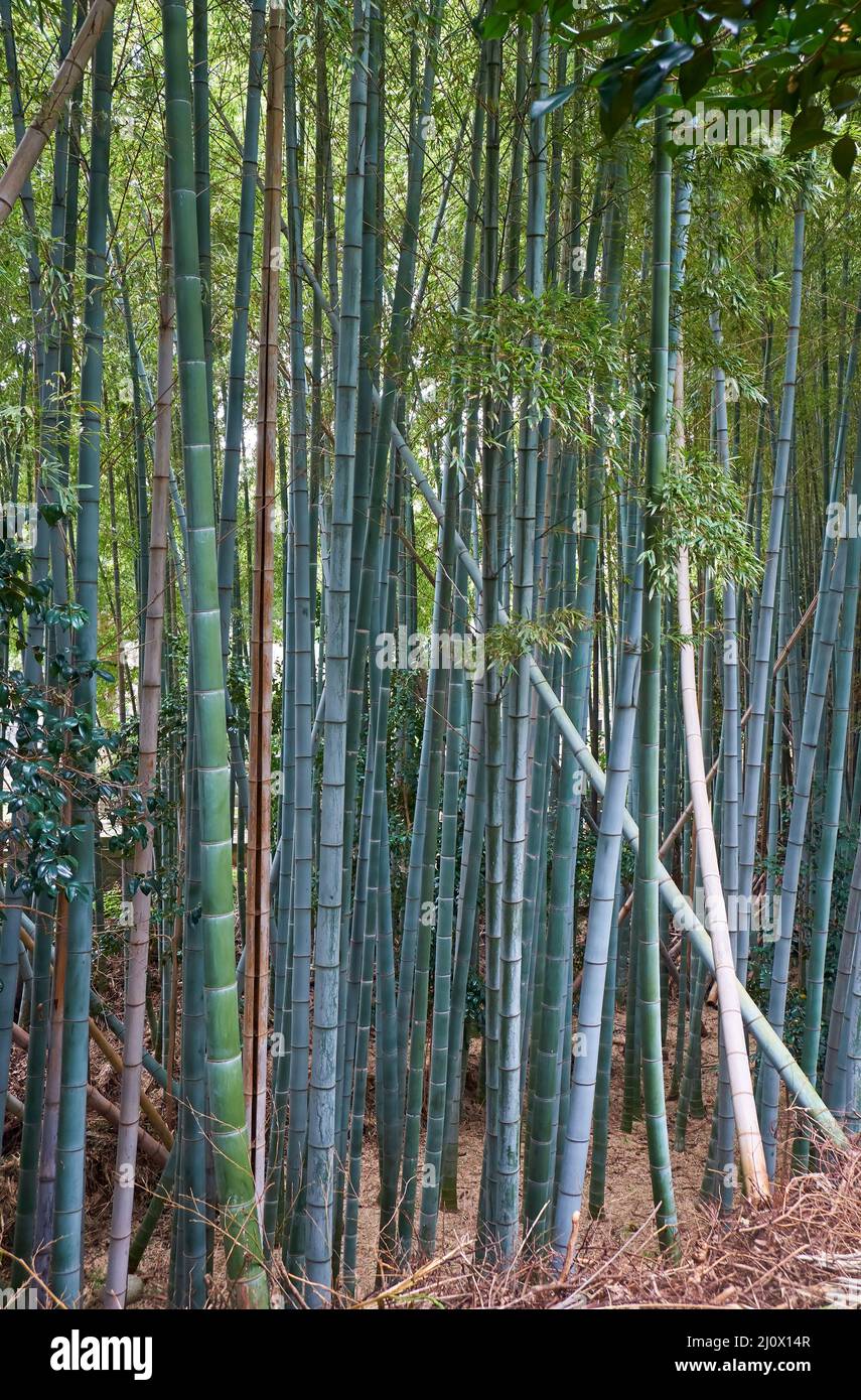 Foresta di boschetti di bambù. Nagoya. Giappone Foto Stock