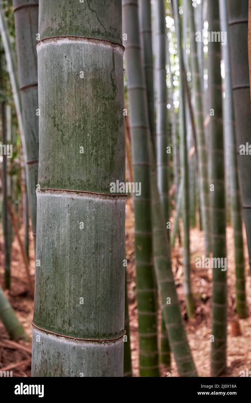 Foresta di boschetti di bambù. Nagoya. Giappone Foto Stock