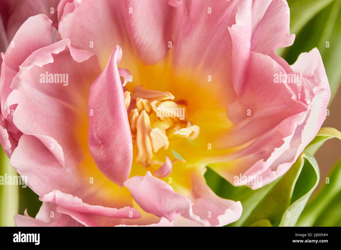 Tulipani a forma di peonia foto in un bouquet. Macro foto di fiori. Il concetto di primavera e di festa, regali per marzo 8 giornata internazionale delle donne. Vista frontale. Foto Stock