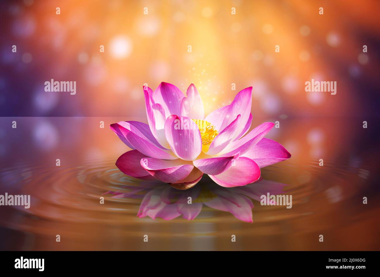 Lotus luce rosa viola galleggianti brillare di luce sullo sfondo viola Foto Stock