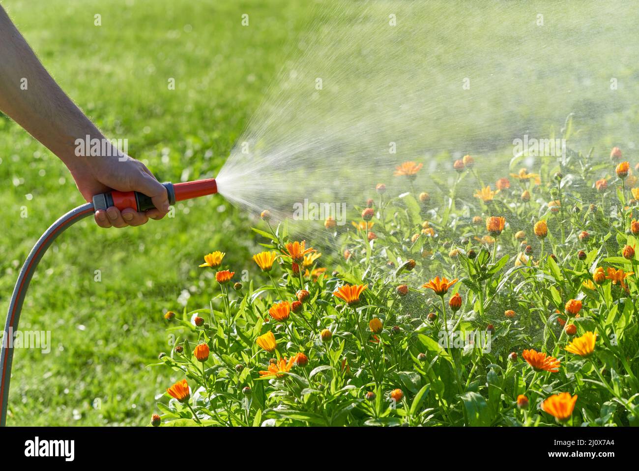 Persona irriconoscibile acque fiori e piante con tubo in giardino di casa Foto Stock