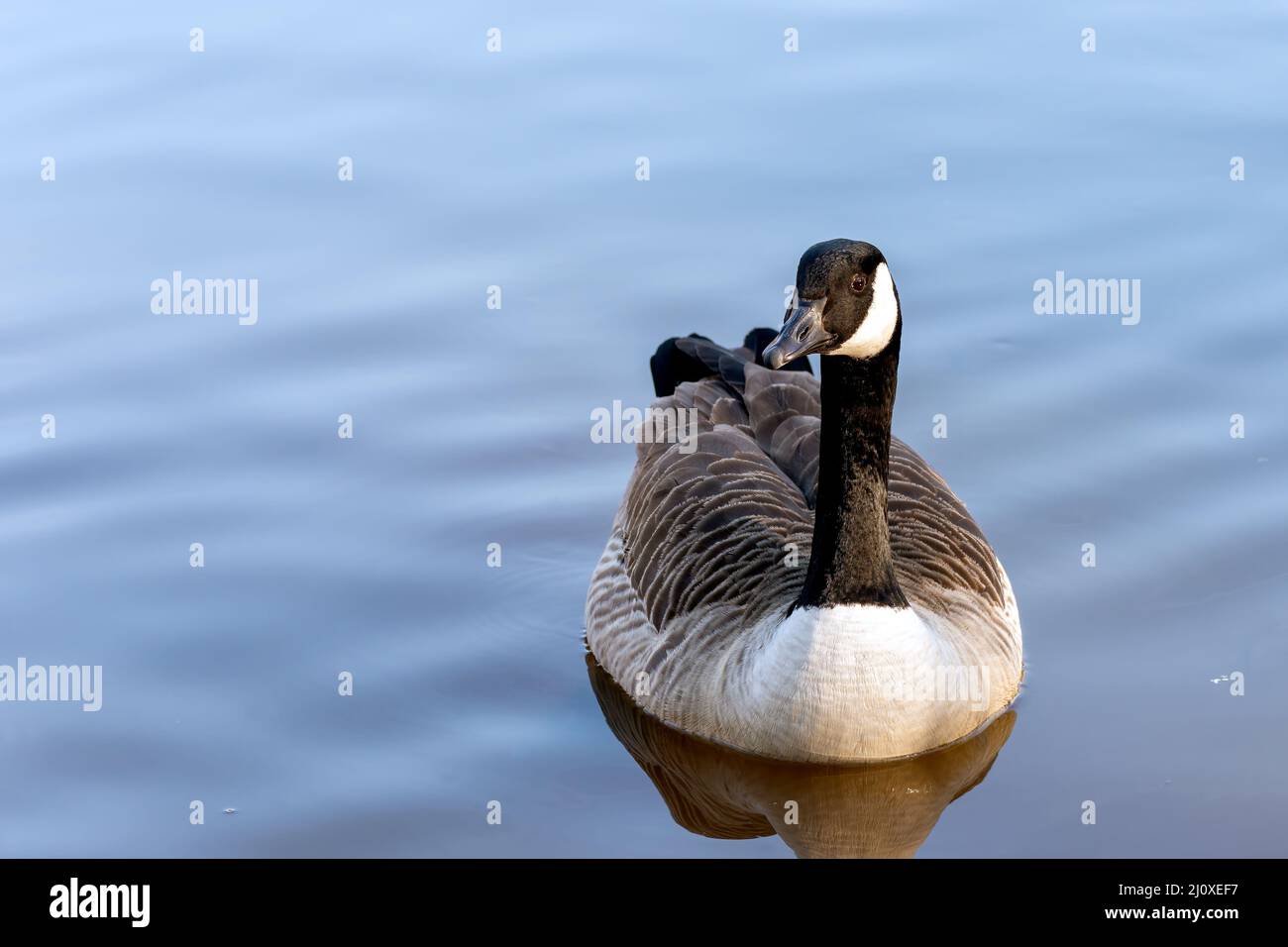 Canada Goose nuotare nel lago al Riverside Garden Park Foto Stock