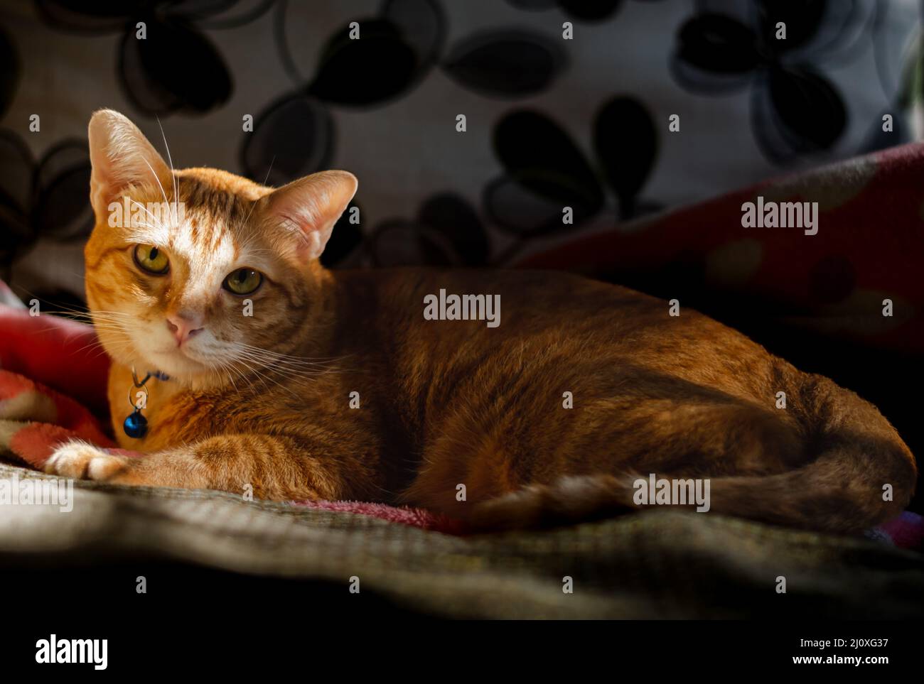 Gatto domestico maschile rilassandosi sul divano e guardando la macchina fotografica con ombra e luce dal sole al mattino. Foto Stock