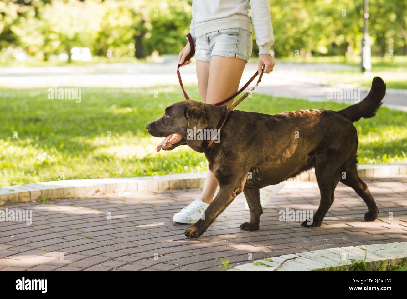 Donna che cammina con il suo parco passerelle per cani. Concetto di foto di alta qualità Foto Stock